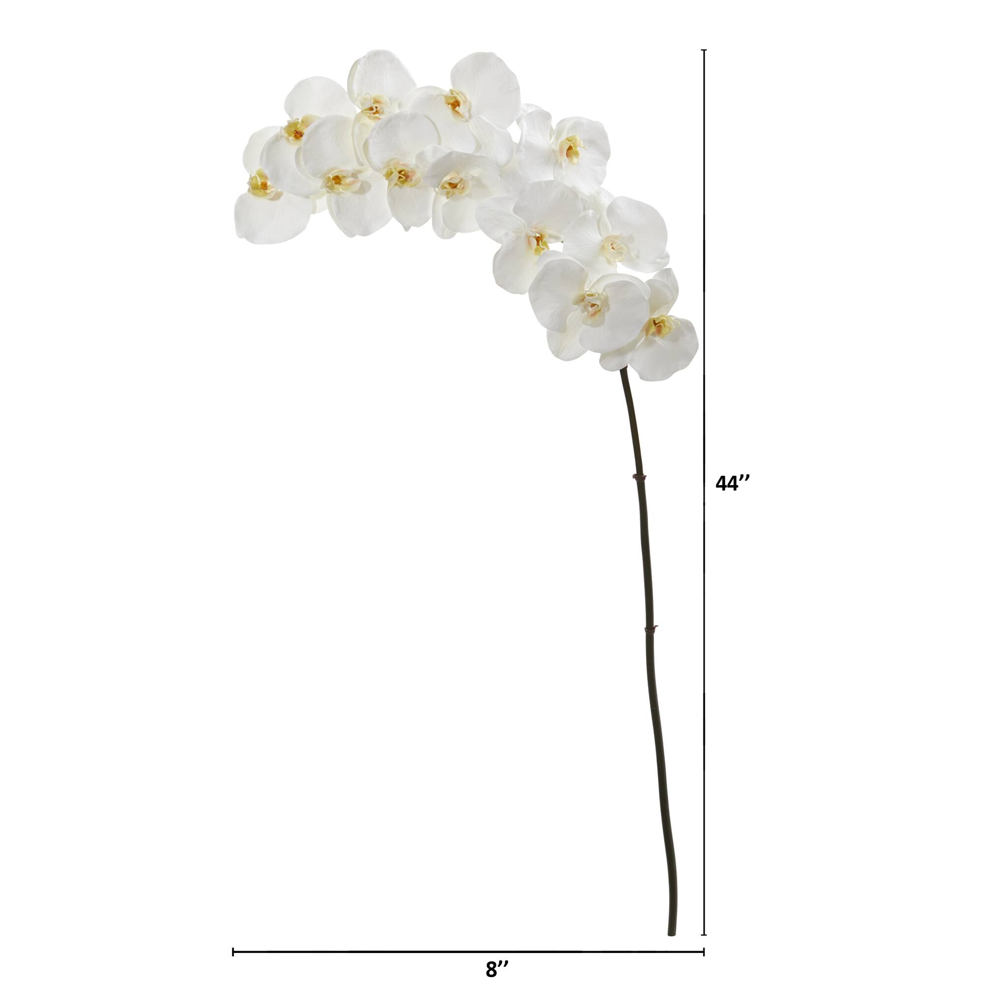White Moth Orchid Stem, 3ct.